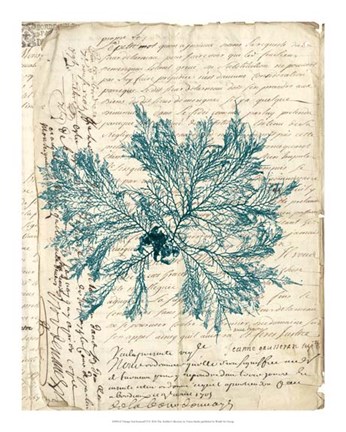 Framed Vintage Teal Seaweed VI Print
