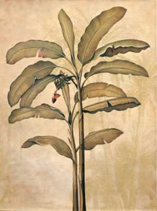 Framed Palms of the Tropics II Print