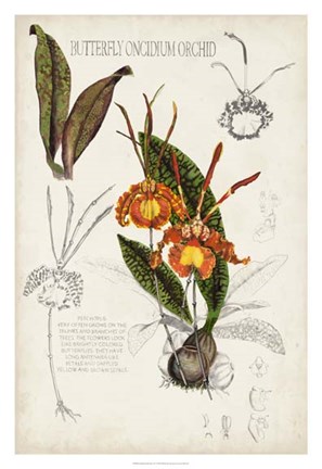 Framed Orchid Field Notes IV Print