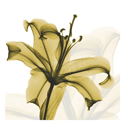Framed Golden Lily Print