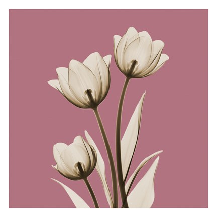 Framed Pink Luster Tulips Print