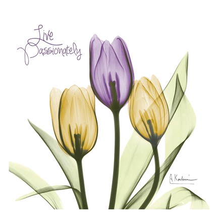 Framed Live Passionately Tulips Print