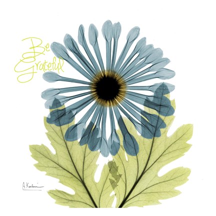 Framed Grateful Chrysanthemum H68 Print
