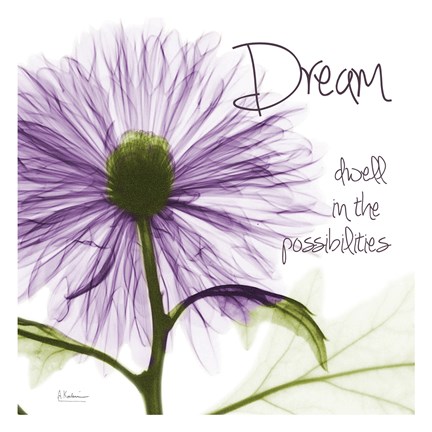 Framed Purple Chrysanthemum Dream Print