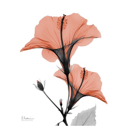 Framed Soft Hibiscus Print