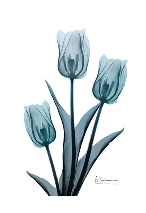 Framed Midnight Sky Tulip Trio 2 Print