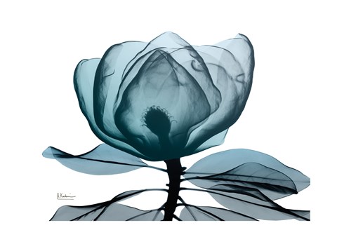 Framed Midnight Magnolia 1 Print