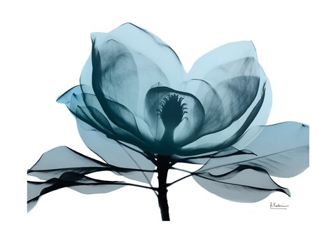 Framed Midnight Magnolia 2 Print