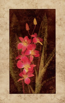 Framed Orchid Print