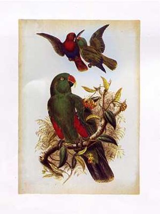 Framed Eclectus Polychlorus Print