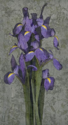 Framed Purple Iris Print