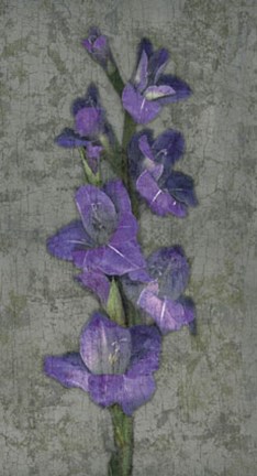 Framed Purple Gladiola Print