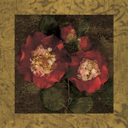 Framed Red Camellias II Print