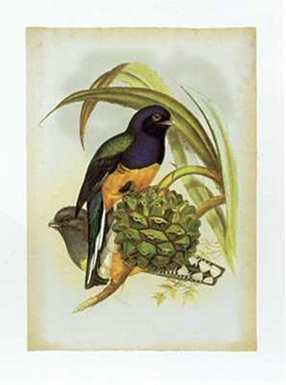 Framed John Gould - Trogon Viridis Size 11.75x15.75 Print