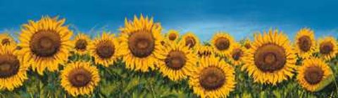 Framed Fila di Girasoli Print