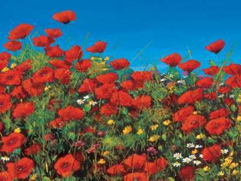 Framed Tebo Marzari - Papaveri Size 31.5x23.75 Print