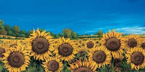 Framed Campo di Girasoli Print