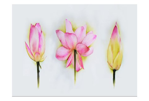 Framed Lotus Tryptic Print
