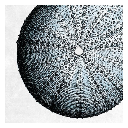 Framed Urchin Shell 2 Print