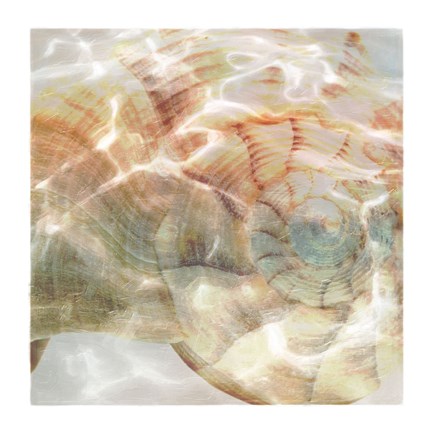 Framed Shell Abstract 1 Print