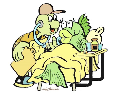 Framed Doctor Turtle Print