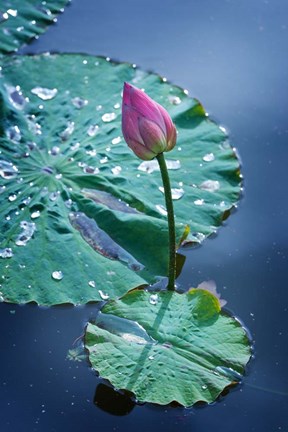 Framed Circle Seven Print