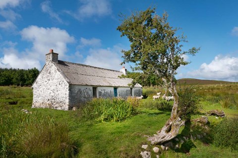 Framed Imaginary Print