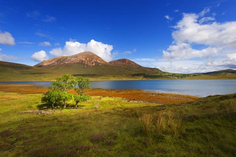 Framed Light Trees Print