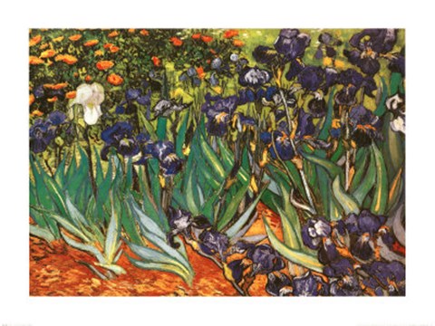 Framed Irises in the Garden, Saint-Remy, c.1889 Print