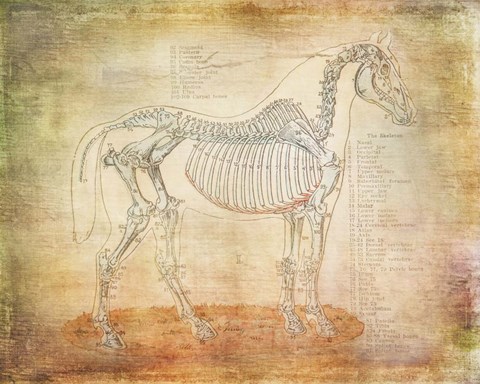 Framed Horse Anatomy 301 Print