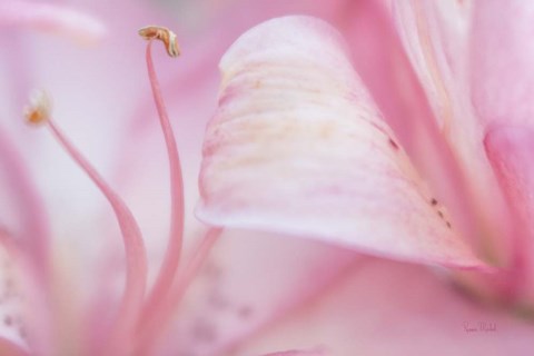 Framed Fairy Land Print