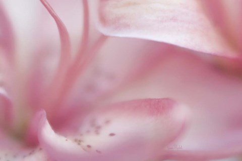 Framed Fairy Land II Print