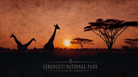 Framed Vintage Sunset with Giraffes in Serengeti National Park, Africa Print