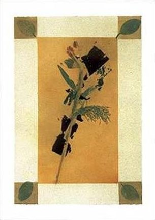 Framed Floral II Print