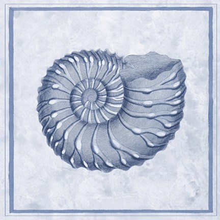 Framed Blue Nautilus C Print