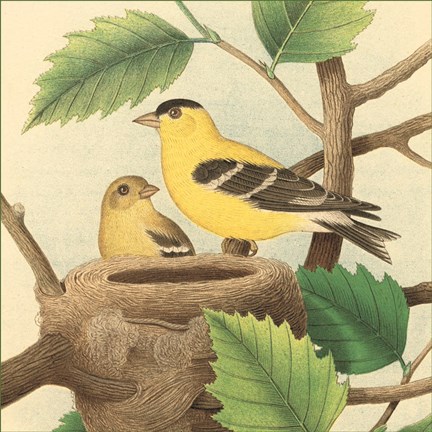 Framed Goldfinch &amp; Warbler A Print