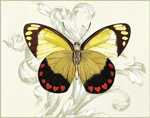 Framed Butterfly Theme II Print