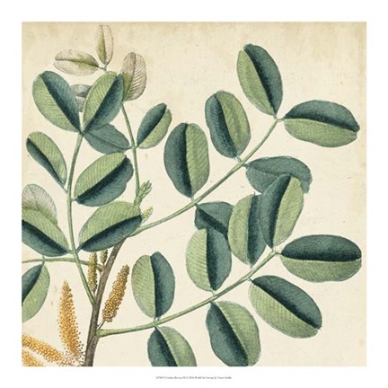 Framed Garden Bounty IX Print