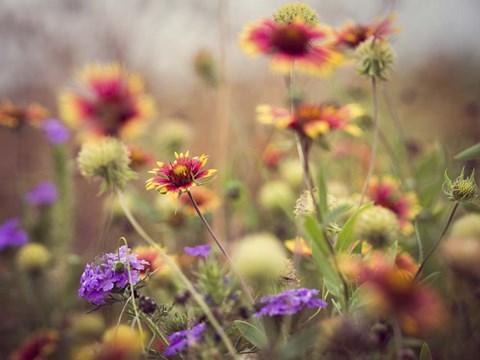 Framed Wild Blooms I Print