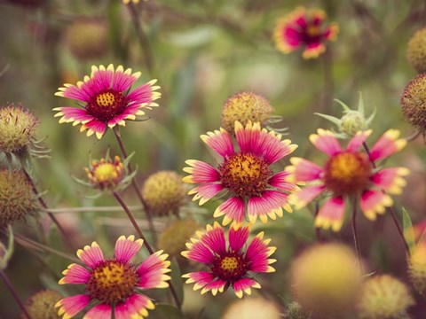 Framed Wild Blooms II Print