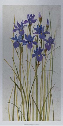 Framed Iris Patch II Print