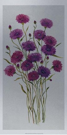 Framed Cornflower Patch II Print