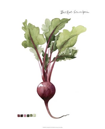 Framed Root Vegetable II Print