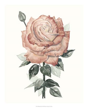 Framed Beholden Rose II Print