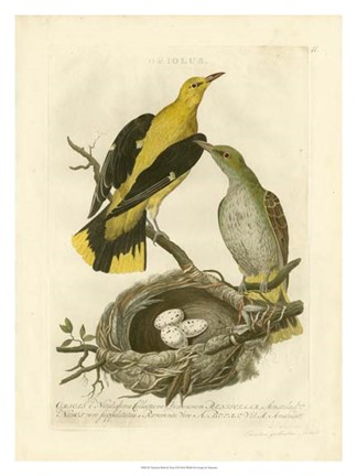 Framed Nozeman Birds &amp; Nests  II Print