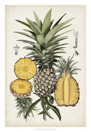 Framed Pineapple Botanical Study I Print