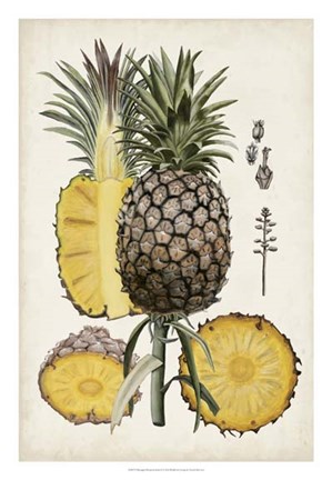 Framed Pineapple Botanical Study II Print