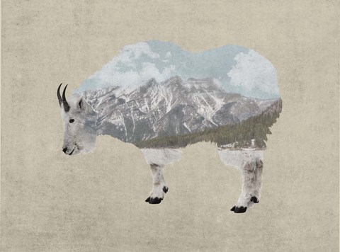 Framed Rocky Mountain Goat Print
