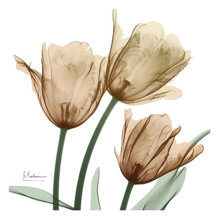 Framed Autumn Tulips 1 Print