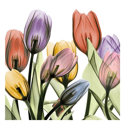 Framed Tulipscape 2 Print